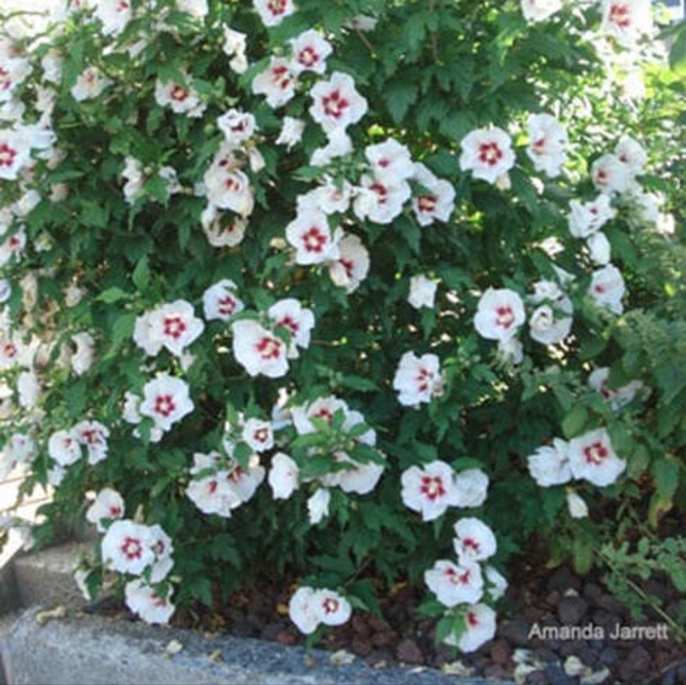 Rose of Sharon (Hibiscus syriacus) Shrub Perenial Flowering Plant